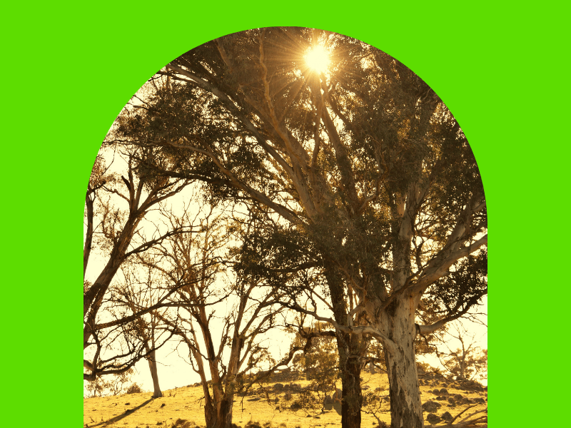 Winter Lawn Care Tips for a Lush Australian&nbsp;Garden